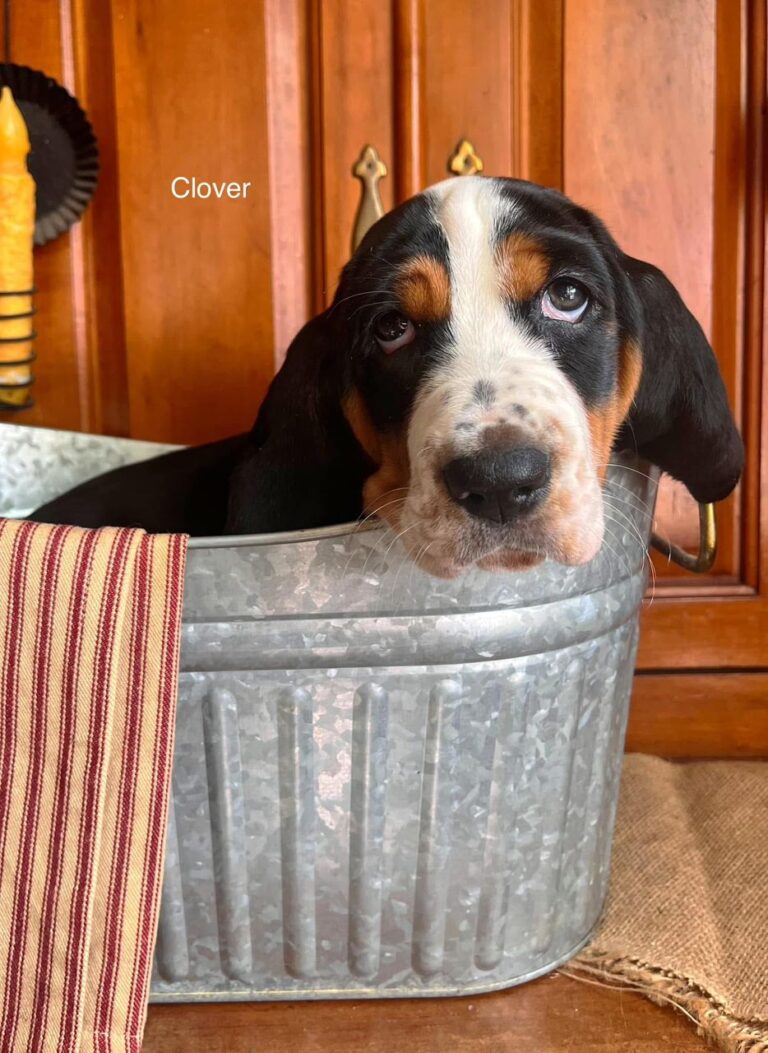 Clover