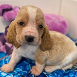 Maple, 8 Weeks