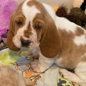 Daisy, 8 Weeks