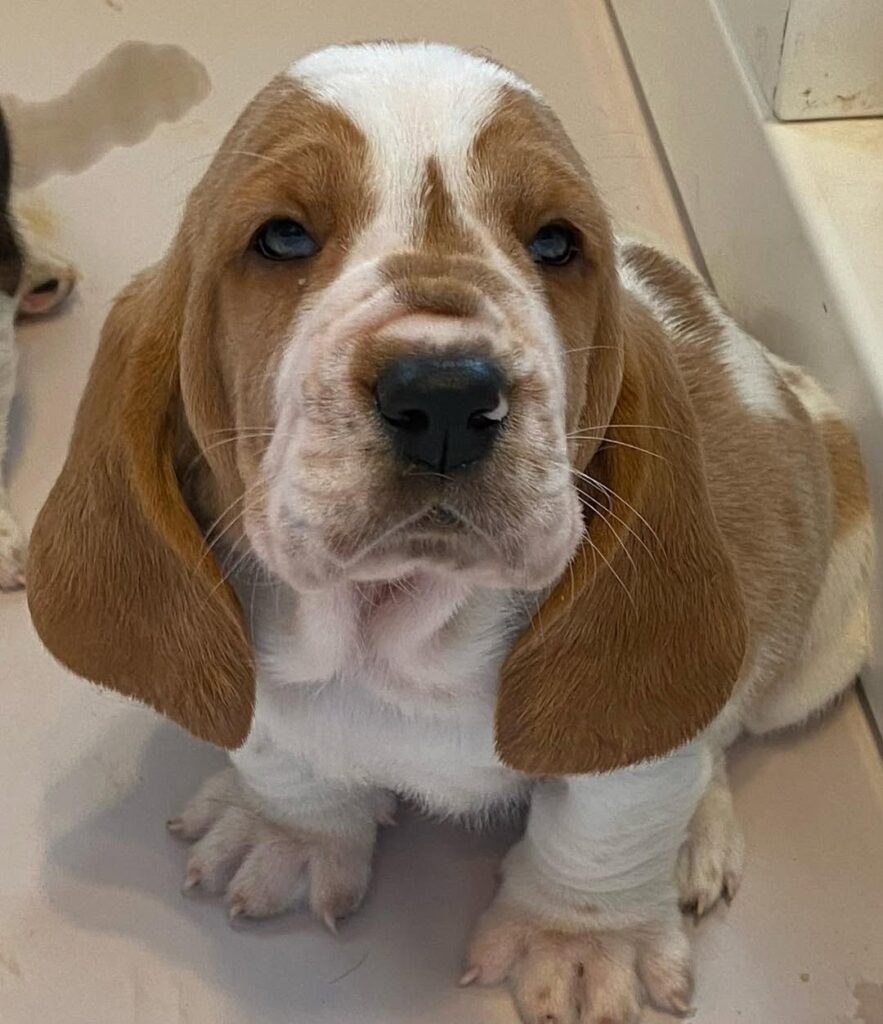 Daisy