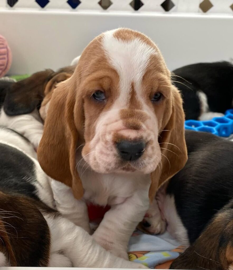 Daisy