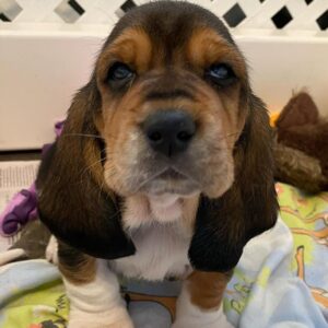 Charlie, 8 Weeks