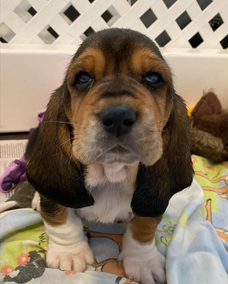 Charlie