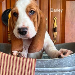 Barley  14 weeks old