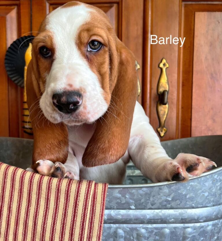 Barley