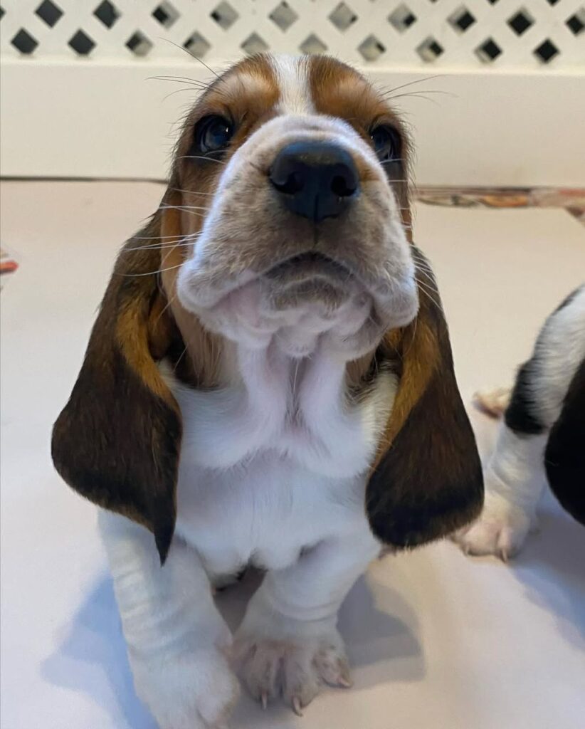 Rex