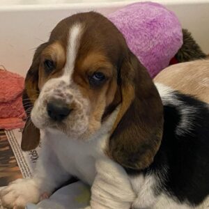 Rex 8 weeks old