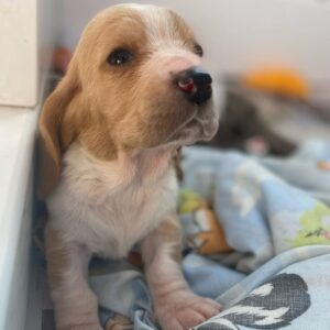 Milden 8 weeks old